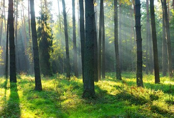 Fotoroleta słońce wieś las pejzaż bezdroża