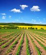 Spring landscape with freshly sown sunflower field