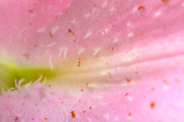 Fototapete - Macro of pink lily
