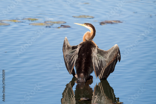 Fotografie, Obraz A wild African Darter bird drying on a stump in a lake