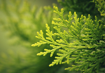 Thuja