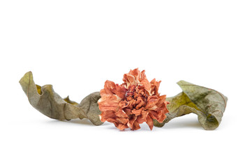 Dried flower, Dried jasmine flower on white background.