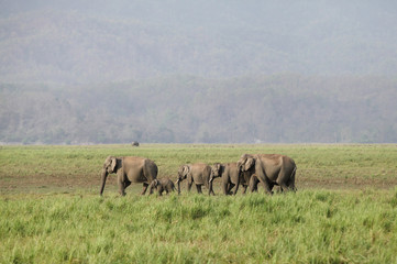 a herd of asiatic elephants