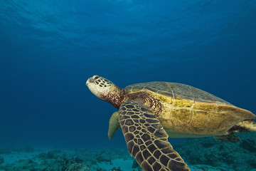 Hawaii Turtle Underwater