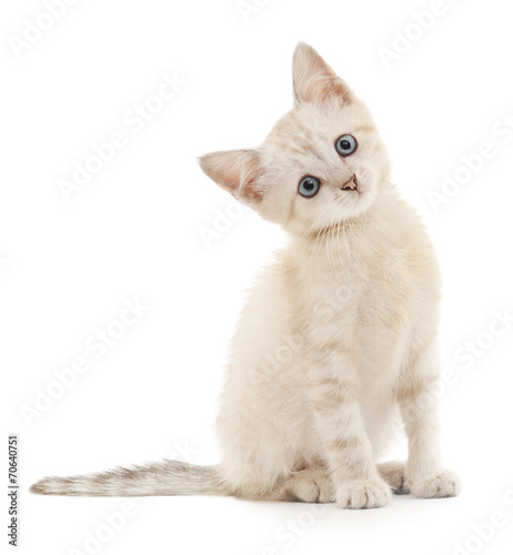 Fotografía Kitten on a white background