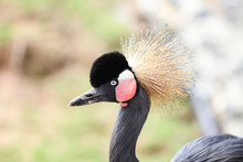 Beautiful Crowned Crane With Blue Eye And Red Wattle