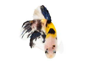 Wall Mural - siamese fighting fish (koi style), betta isolated on white backg