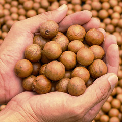 Wall Mural - Hand holding Macadamia nuts