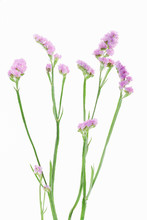 Purple Statice Flowers Isolated On White Background.