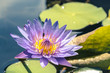 purple waterlily and bug