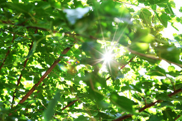 Poster - Sun beams and green leaves