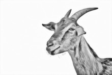 Drawing Goats, Portrait