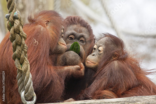 Oeran oetans eten samen een komkommer. Wallpaper Mural