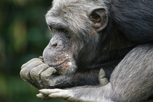 Chimpansee In Dromenland.