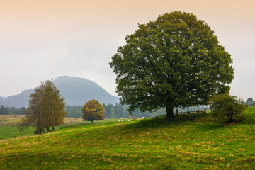 Canvas Print - tree