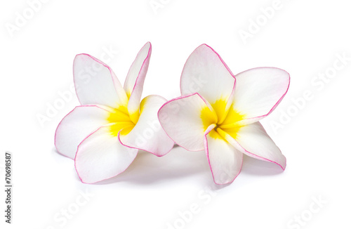 Naklejka - mata magnetyczna na lodówkę flower frangipani