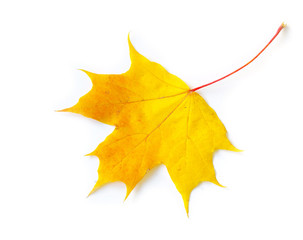 autumn maple leaf