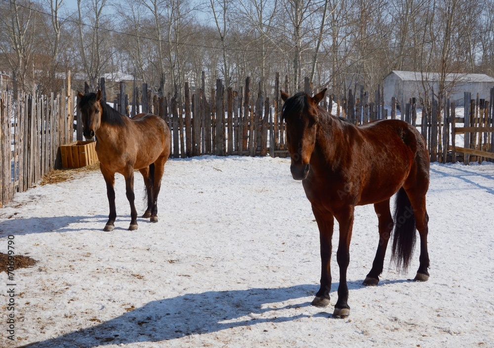 The bay horses, standing in the corral - obrazy, fototapety, plakaty 