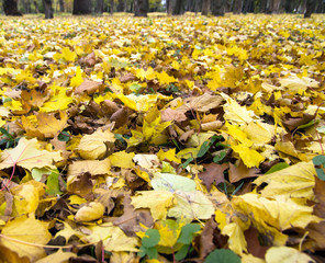 Sticker -  autumn leaves