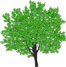 Brown Tree With Bright Green Leaves