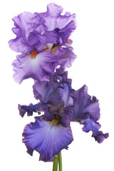 Wall Mural - iris