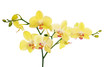 large branch with light yellow orchid flowers
