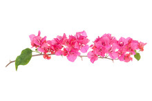 Pink Blooming Bougainvilleas Isolate On White Background