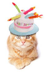 Sticker - ginger kitten birthday