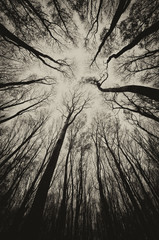 Canvas Print - upward view in a dark spooky forest sepia