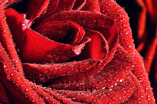 Red Wet Rose Close-up. Greeting Card Or Background
