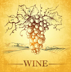 Fototapete - Wine label with grapes . bunch of grapes