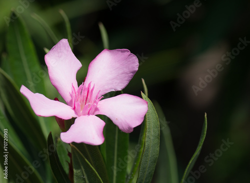 Fleur De Laurier Rose Buy This Stock Photo And Explore