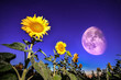 Sunflowers on night - with stars sky and stars full moon backgro