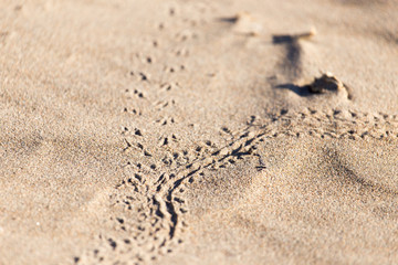 Wall Mural - footprints in the sand lizard