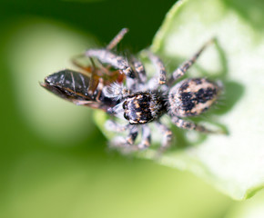 Wall Mural - spider eating an ant. macro