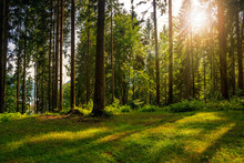 Forest Glade In  Shade Of The Trees In Sunlight
