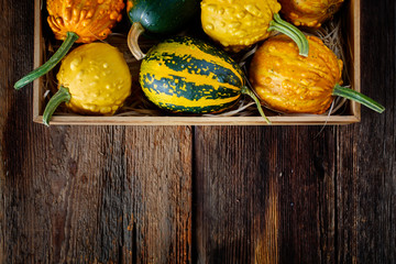 Wall Mural - pumpkins in a box