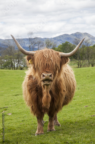 Incredible Scottish Cattle Cow With Long Hair Horns Scotland