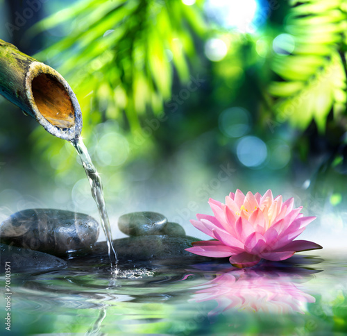 Fototapeta do kuchni zen garden with black stones and pink waterlily