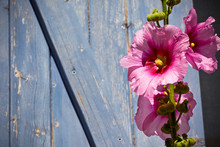 Beautiful Pink Hollyhock Flower Against Blue Wooden Planks Backg