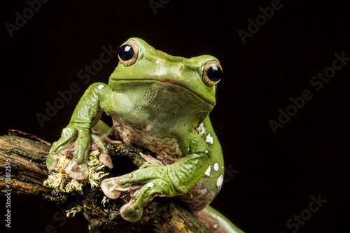 Fotografie, Obraz Vietnamese Blue (Gliding or Flying) Tree Frog (Polypedates denny