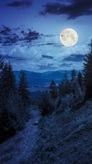 Wall Mural - night walks in mountain forest under moon light