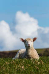 Wall Mural - isolated baby lamb against blue sky