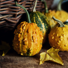 Wall Mural - small pumpkin closeup