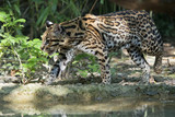 ocelot portrait