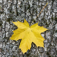 Wall Mural - Yellow maple leaf