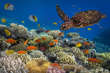 Turtle - Eretmochelys imbricata floats under water