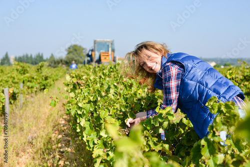 Fotografía cheerful young woman harvesting grapes in vineyard