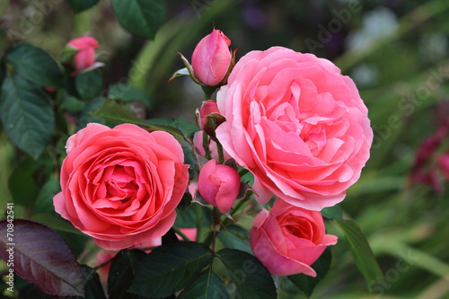 Jolie Rose Fraiche Et Romantique Fond Rosier A Grosses Fleurs Doubles De Couleur Rose Saumon Variete Kimono Rosa Polyantha Stock Photo Adobe Stock