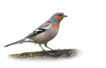 Poster - Common Chaffinch on White